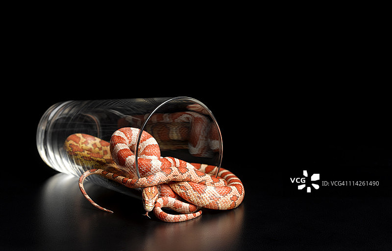 从品脱杯中爬出的玉米蛇图片素材