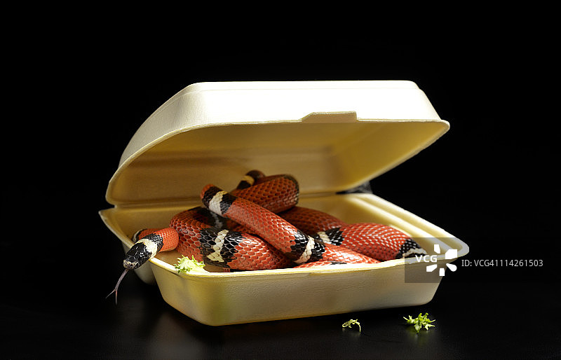 垃圾食品包装中的普埃布拉牛奶蛇图片素材