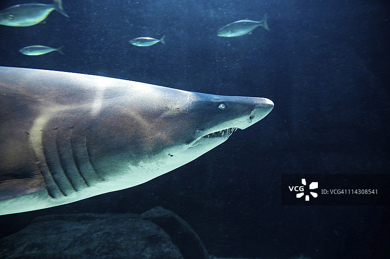 戟齿鲨图片素材