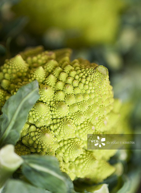 罗马市场的宝塔花菜图片素材