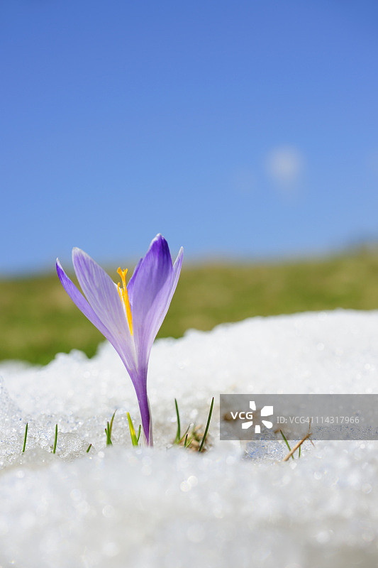 雪地番红花系列图片素材