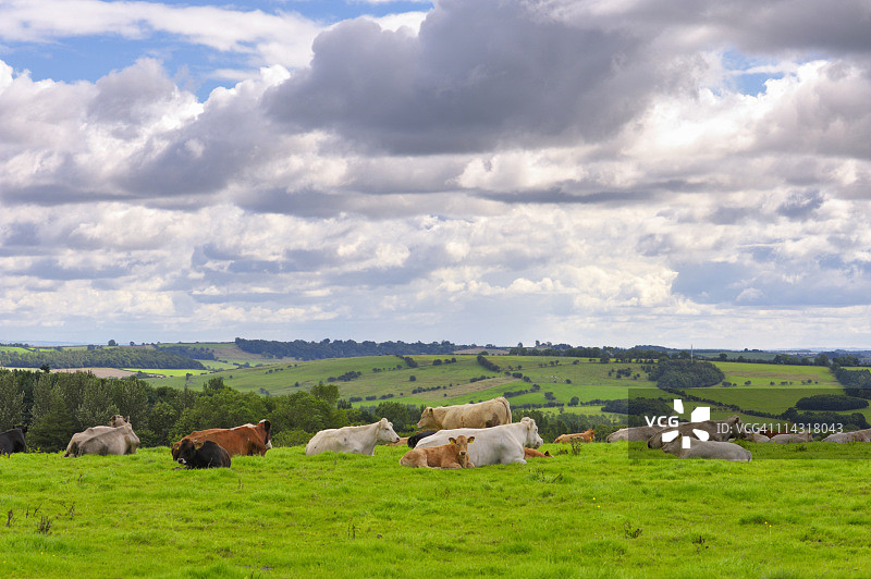 英国夏日乡村的奶牛图片素材