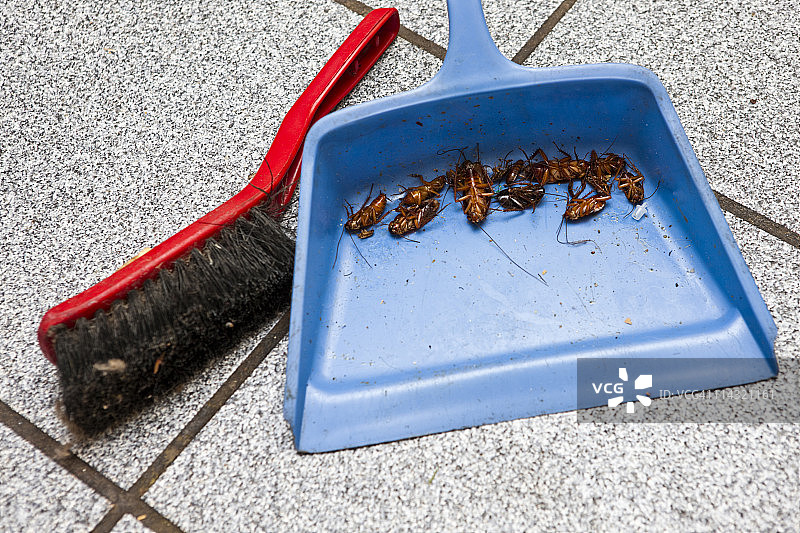 死蟑螂图片素材