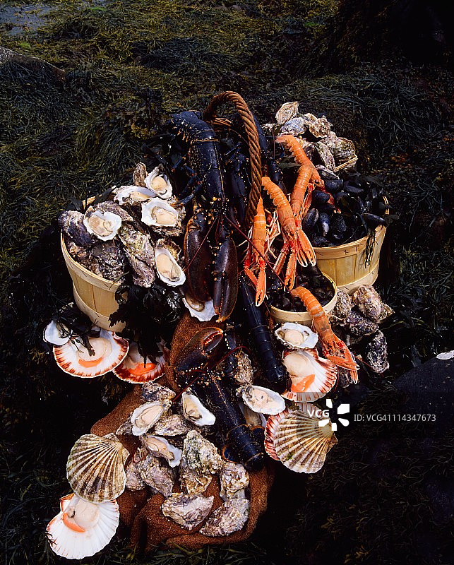 扇贝贻贝牡蛎对虾和龙虾贝类图片素材