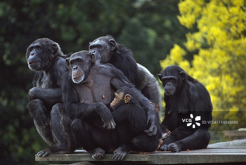 都柏林动物园凤凰公园的黑猩猩，爱尔兰图片素材