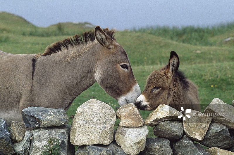 爱尔兰戈尔韦郡巴利康尼里石墙旁的驴图片素材