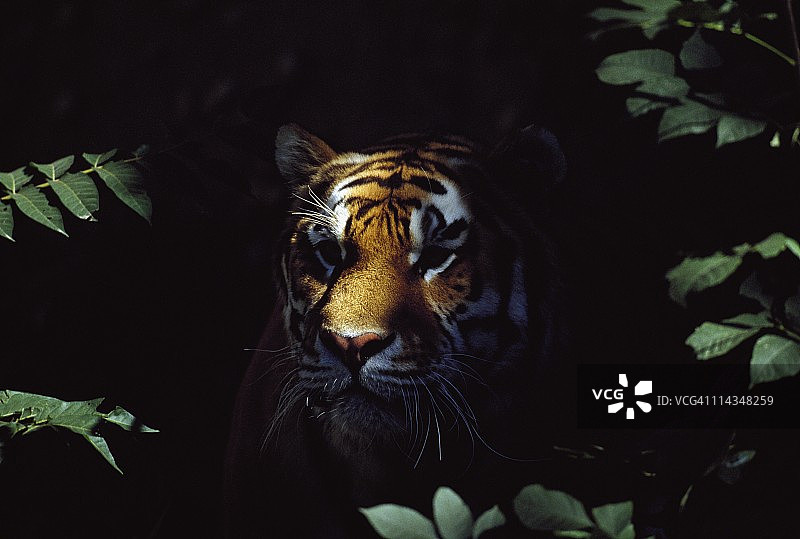 从森林阴影中窥视的西伯利亚虎图片素材