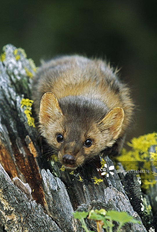 树桩上的美洲貂图片素材