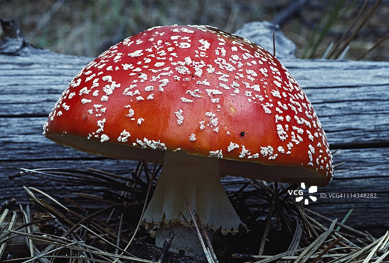 木桩旁的毒蝇伞图片素材