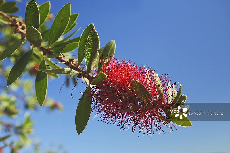 红千层图片素材