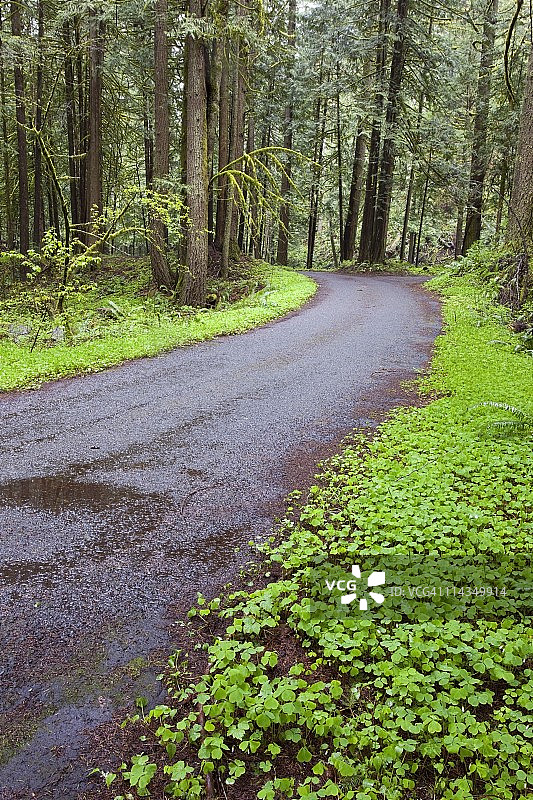 胡德山国家森林公园的林间道路图片素材