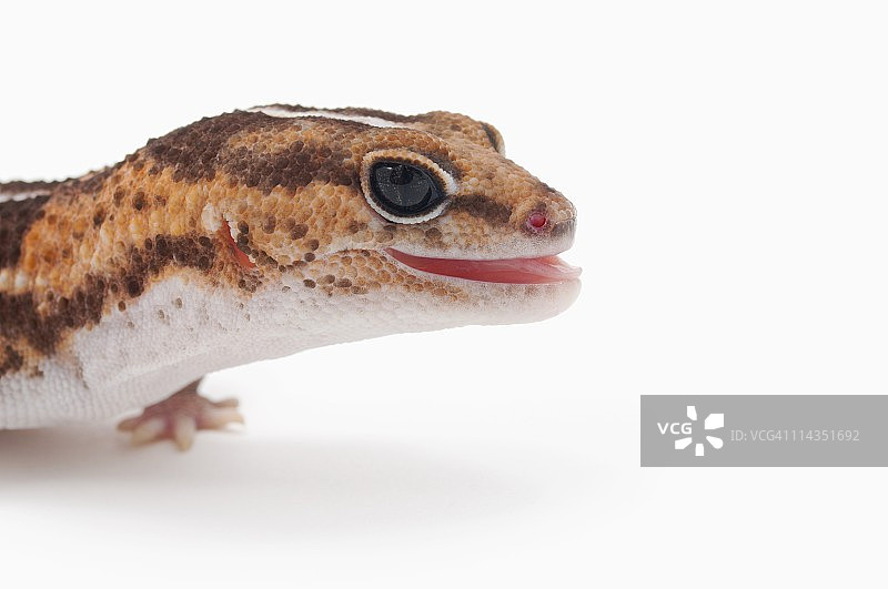 非洲肥尾守宫伸出舌头图片素材