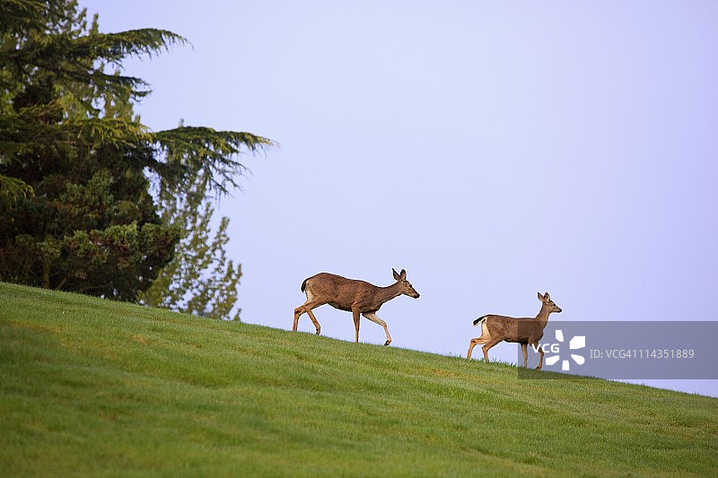 俄勒冈州快乐谷，美利坚合众国图片素材
