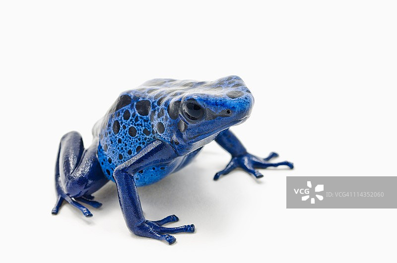 蓝色毒箭蛙图片素材