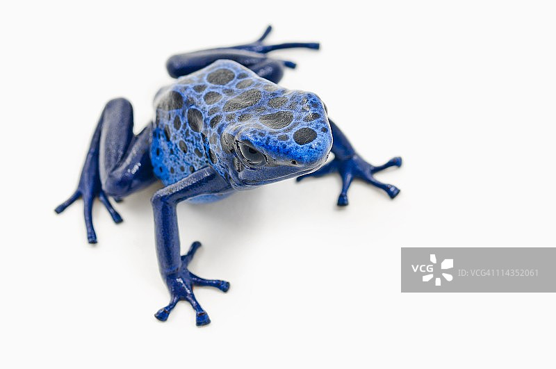 蓝色毒箭蛙图片素材