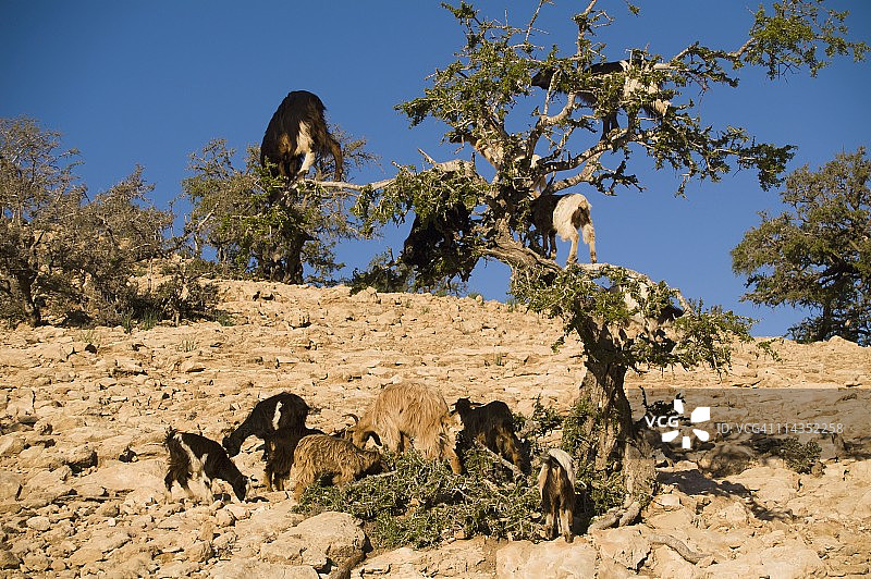 摩洛哥斯库拉图片素材