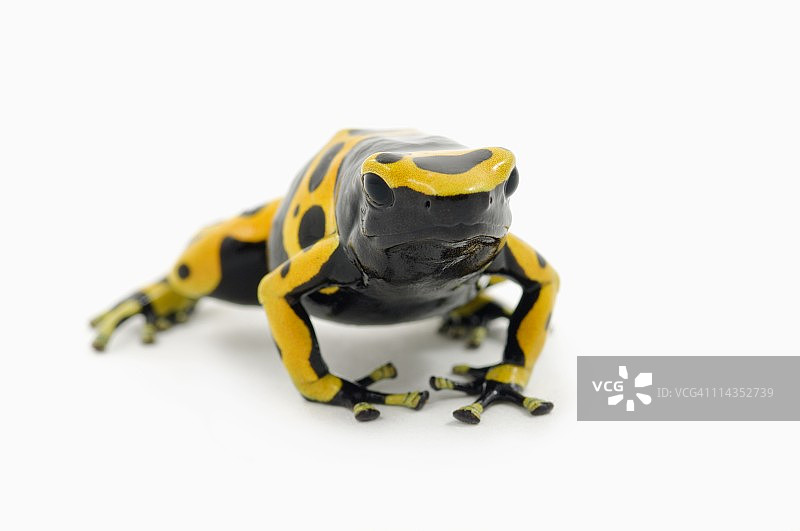 黑黄箭毒蛙图片素材