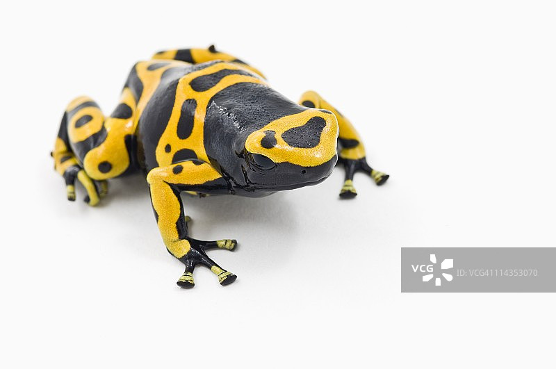 黑黄毒镖蛙图片素材