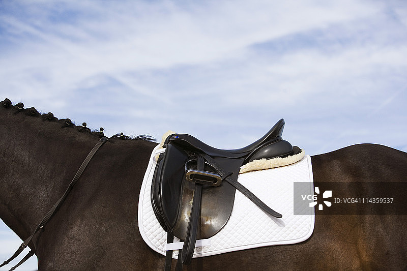 马的侧面图图片素材