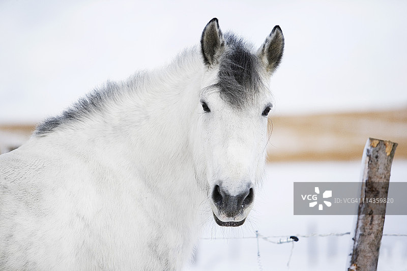白马肖像图片素材