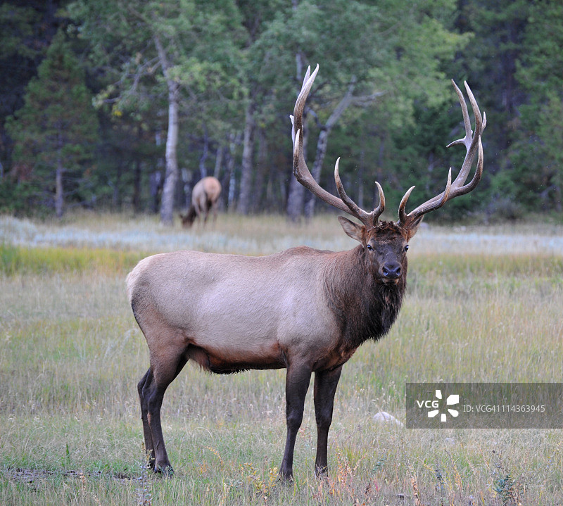 麋鹿看着镜头，加拿大阿尔伯塔省贾斯珀国家公园图片素材