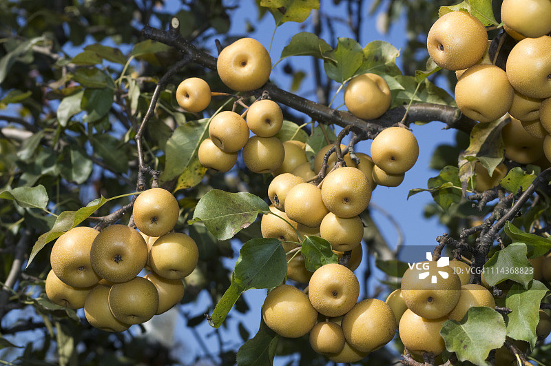 树枝上的亚洲梨图片素材