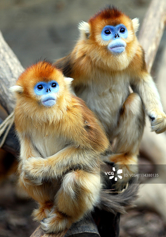 金色猴子图片素材