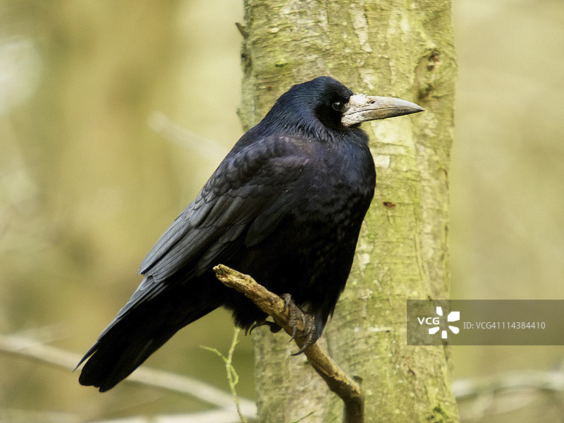 秃鼻乌鸦图片素材