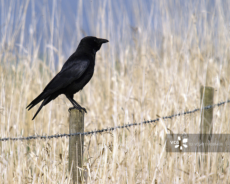 渡鸦（Corvus corone）图片素材