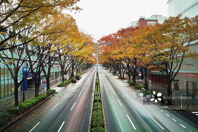 表参道的黄色树木道路图片素材