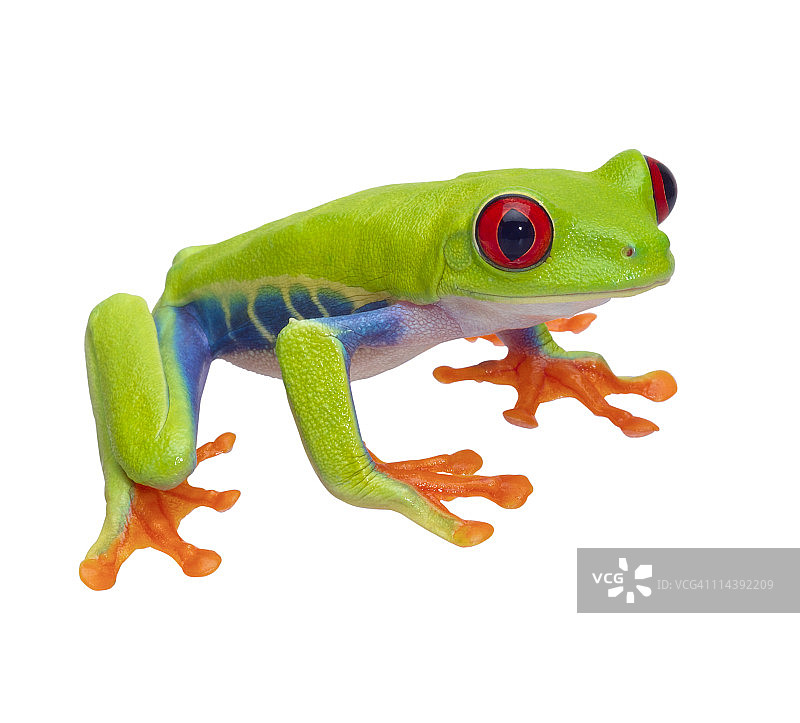 红眼树蛙图片素材