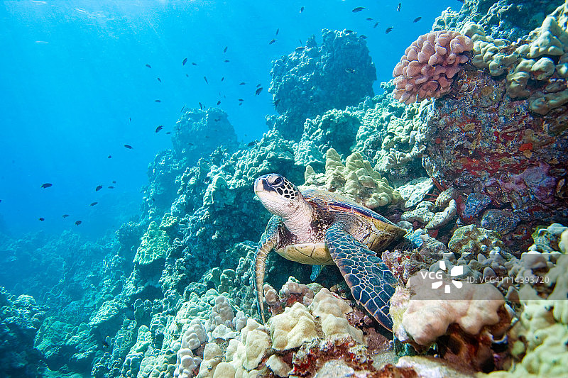 乌龟礁石图片素材