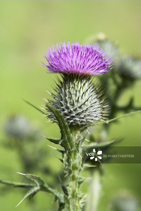 苏格兰蓟花图片素材