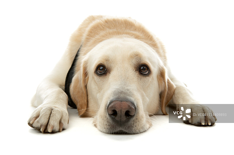 躺着的黄色拉布拉多寻回犬图片素材