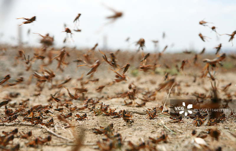 移动中的蝗虫图片素材