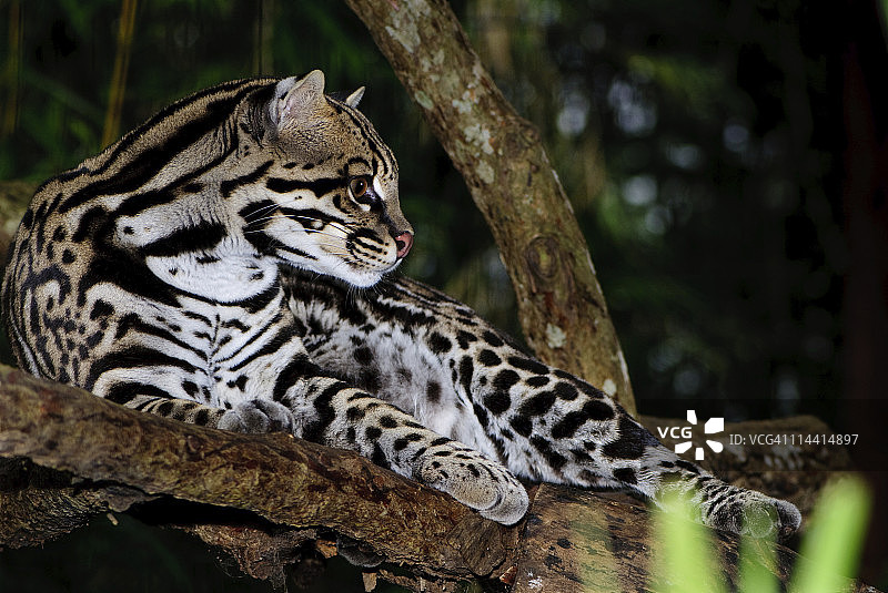 黑斑小豹猫在树上图片素材