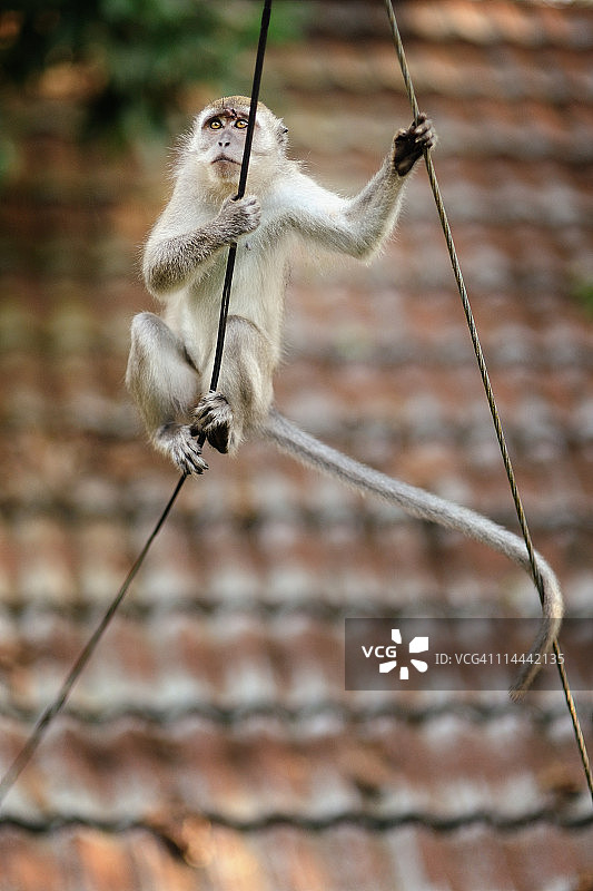 电线上的灰猕猴图片素材