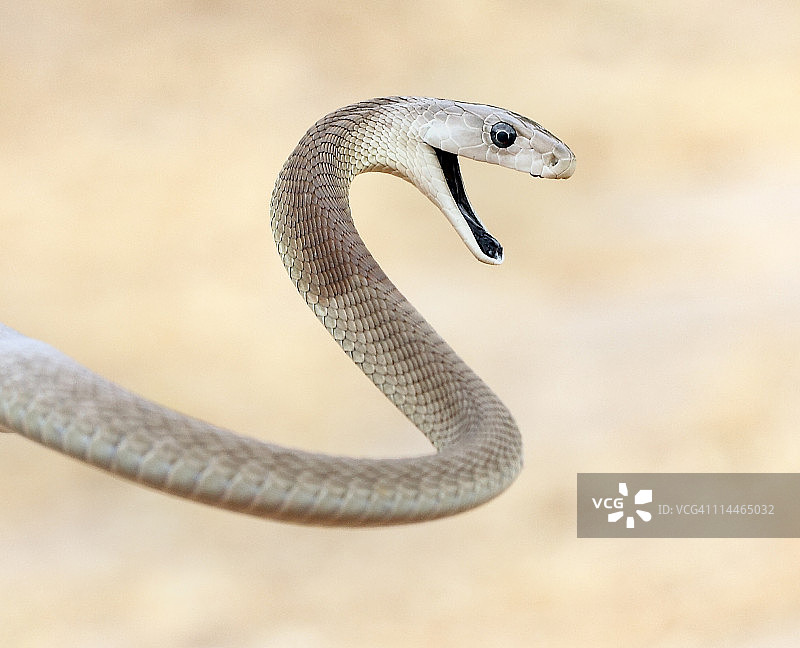 黑曼巴的诅咒图片素材