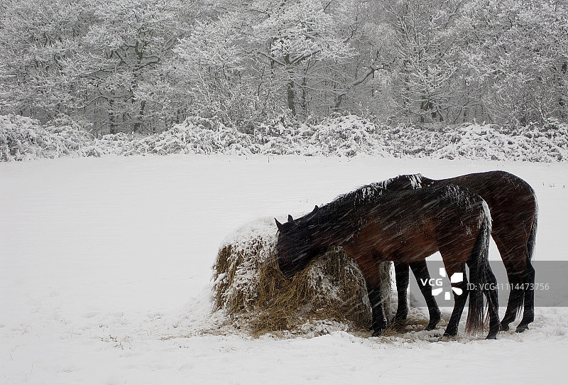 暴风雪中的马图片素材