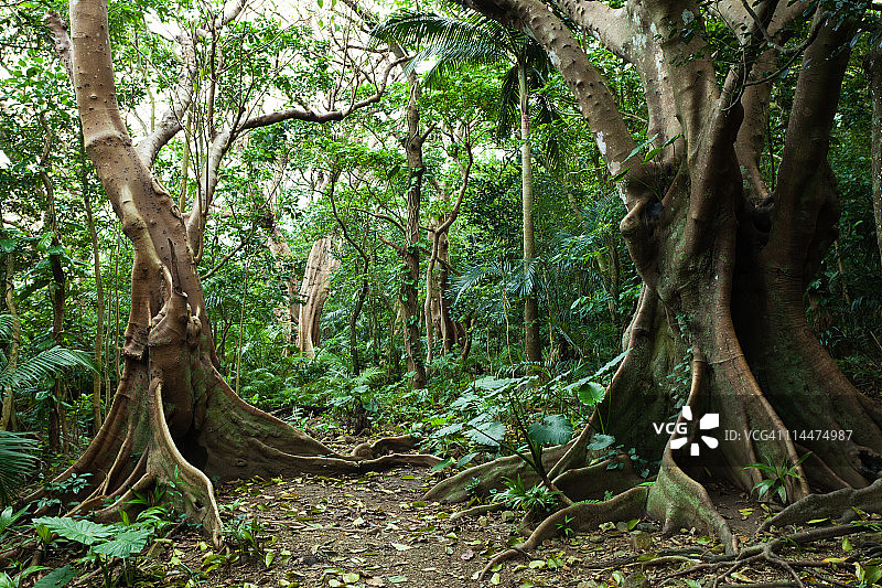 日本石垣岛的照叶树图片素材