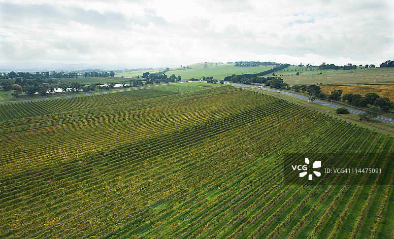 澳大利亚亚拉河谷的葡萄藤航拍图图片素材