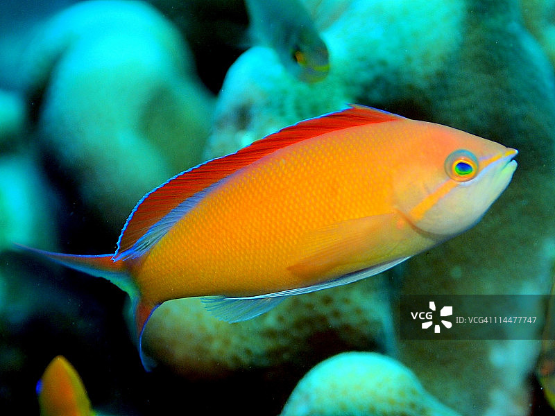 热带鱼图片素材