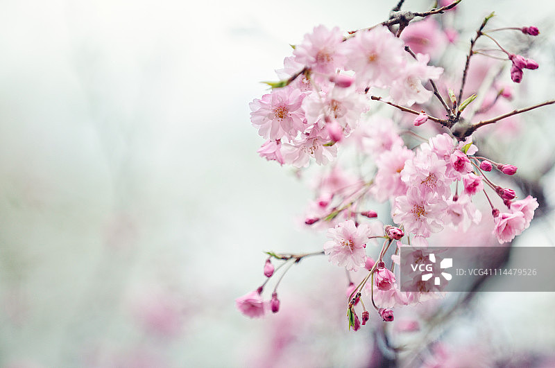 日本樱花图片素材