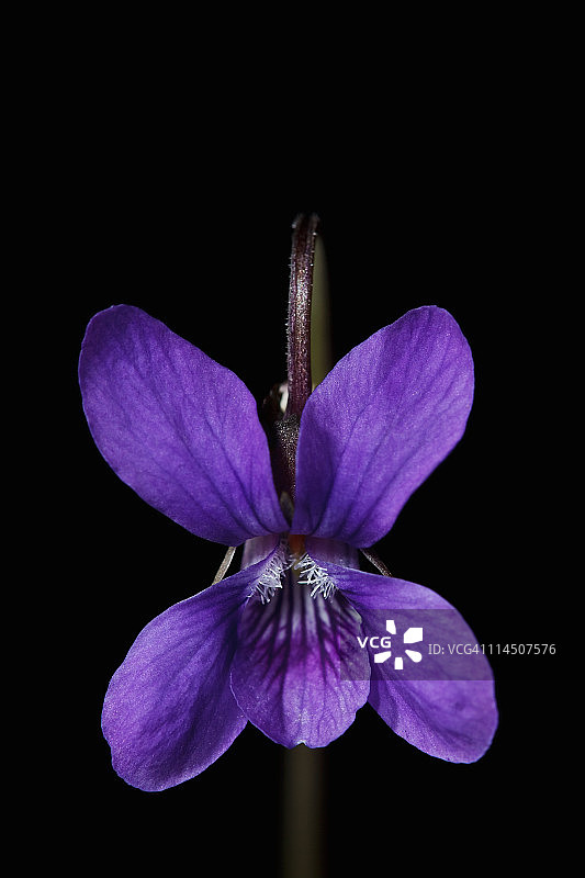 高山紫罗兰图片素材