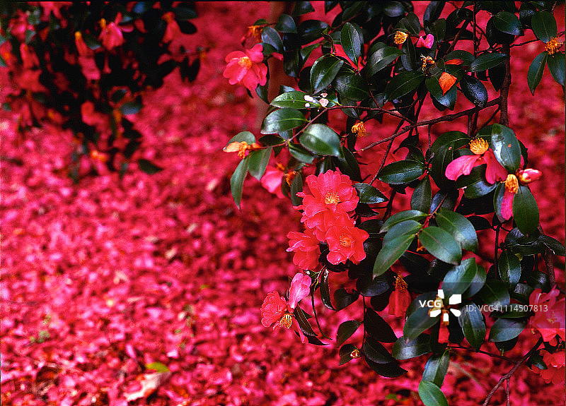 山茶花油茶图片素材