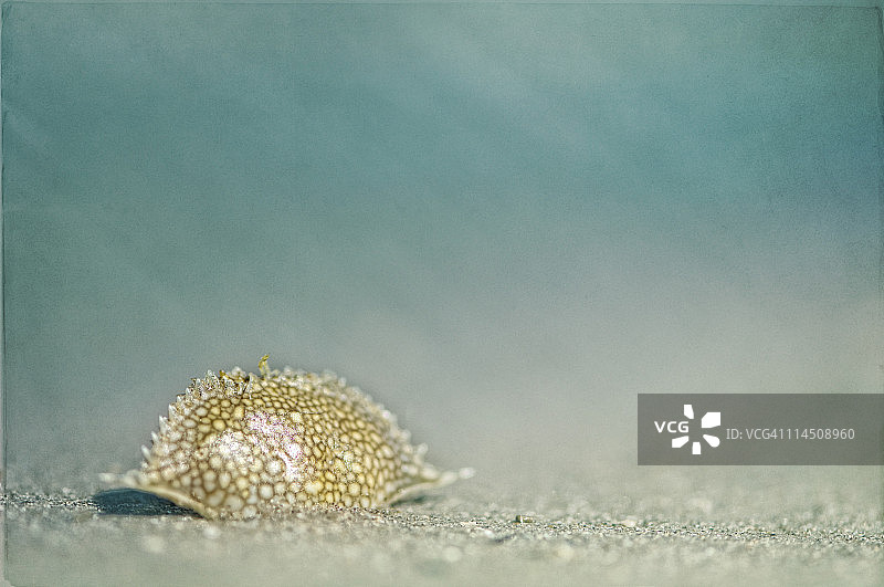 沙滩上的蟹壳图片素材