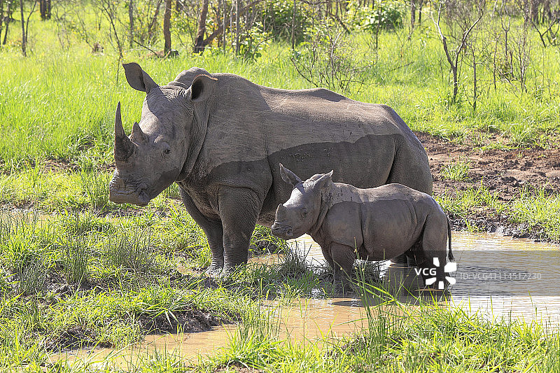 白犀牛图片素材