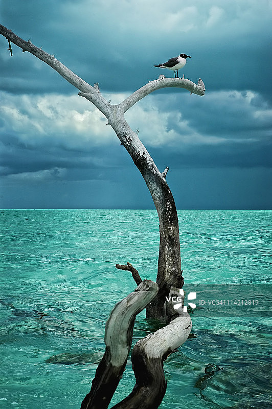 海鸥在光秃秃的树枝上图片素材