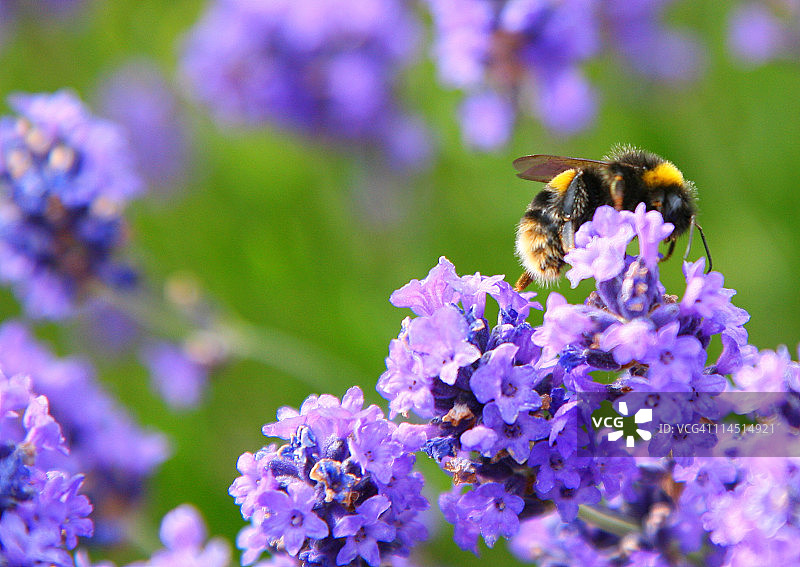 薰衣草上的蜜蜂图片素材
