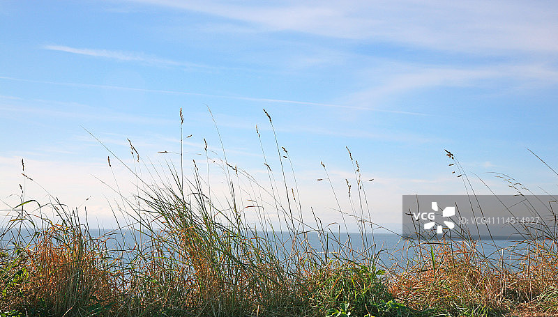 野生草图片素材